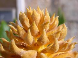 Finca Son Josep de Baix