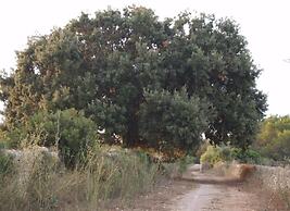 Finca Son Josep de Baix