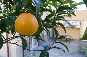 JOIVY Nervi Charming Flat Santarosa