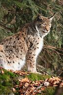 Panoramahotel Grobauer