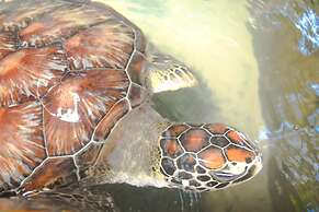 Leather Back Beach Villa