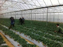 Southeastern Flying Tiger Manor