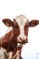 Berghotel Altes Wallberghaus