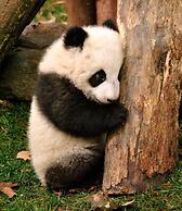 Chengdu Wenjun courtyard Hotel