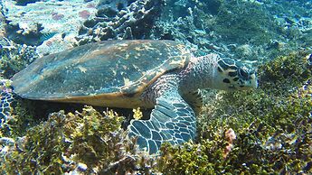 Sea Star Diving