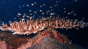 Sea Star Diving