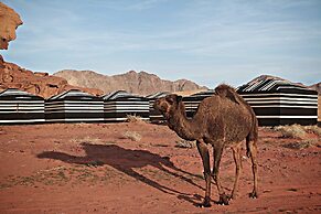 Desert Melody - Campsite