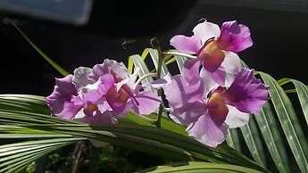 Green Corridor - Ahangama