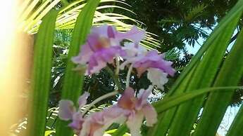 Green Corridor - Ahangama