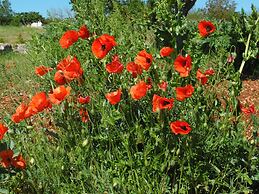 Trulli sotto La Cupa