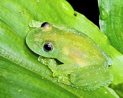 Heimatlos Rainforest Lodge
