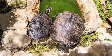B&B Il giardino dei sospiri
