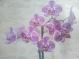 Chambres d'Hôtes Le Marais Picotin