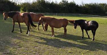Chambres d'Hôtes Le Marais Picotin