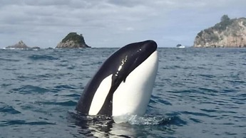 Tatahi Cove - Hostel