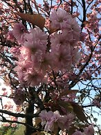 Braisty Woods - Hopes & Beams