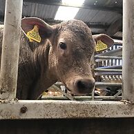 Braisty Woods - Knotty & Nice