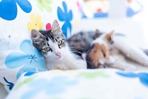 Kelebek Butik Pansiyon