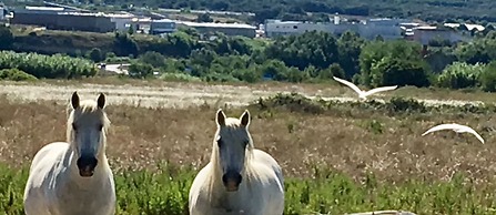 Maison d'hôtes La Domitia