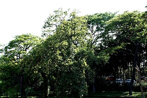 Mastiff Villa Camellia - A Tea Estate Hotel