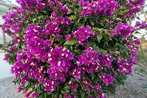 Bungalow Blue Waters by Amy Villas