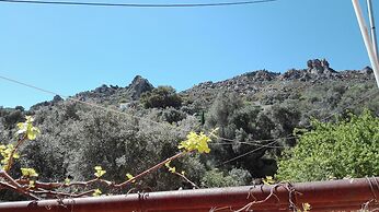 Garden Of Olive Trees
