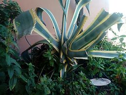 Garden Of Olive Trees