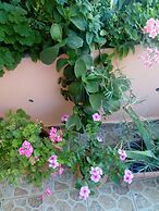 Garden Of Olive Trees