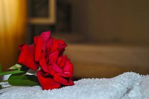 Villa Butterfly by Amy Villas