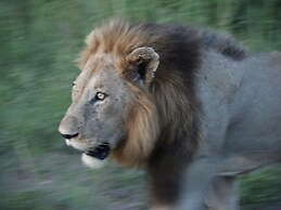 Kruger Park Tours