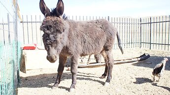 Mandala Bliss Mongolia