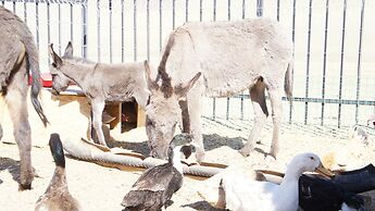 Mandala Bliss Mongolia