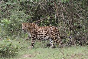 Yala Wilderness Safari Camp