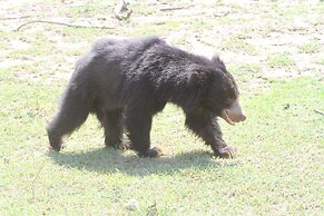 Yala Wilderness Safari Camp