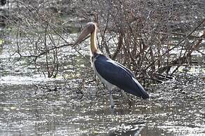 Yala Wilderness Safari Camp