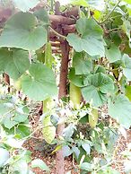 Phong Nha Love Homestay