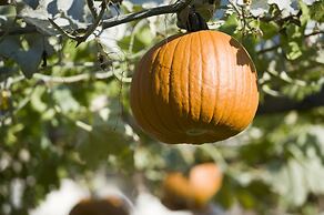 Mittendorf Klimaresidence