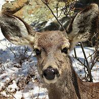 Swiftcurrent Lodge and Cottages by the River