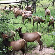 Swiftcurrent Lodge and Cottages by the River