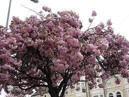 Cambridge Bed and Breakfast