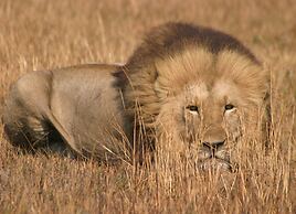 Nahubwe Safari Lodge