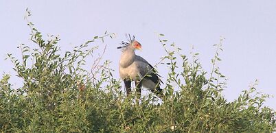 Nahubwe Safari Lodge