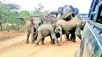 Thevindu guest & red mud resturent