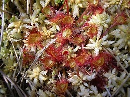 Aux Caprices d'Aubrac