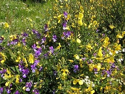 Aux Caprices d'Aubrac