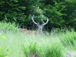 The Brevins Guest House