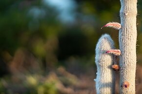 Sandaya Luxury Suites