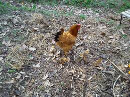 Yesil Bahce Bungalow - Ahsap Evler