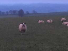 The Jug and Glass Inn