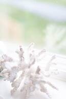 Lighthouse Lane Cottages